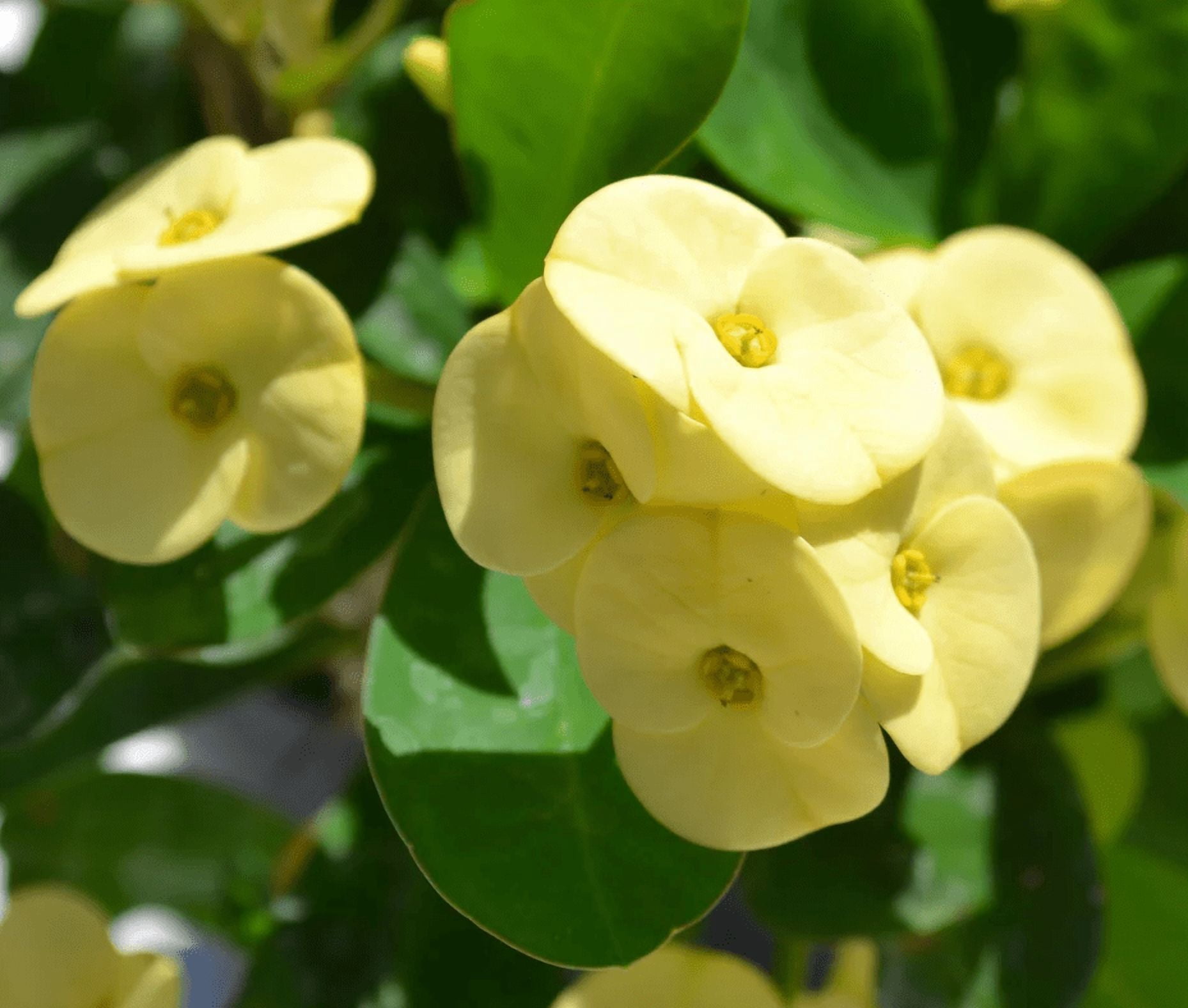 Yellow Crown of Thorns Plant, Euphorbia Crown of Thorns Plant, Live Cactus Plant 4 Inches Pot, Cactus Plant Indoor