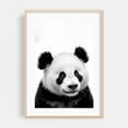 thumbnail image 2 of baby panda bea - Photography Animal Wildlife Black and White Nature Illustration Portrait Unframed Wall Art Print 16 x 24 inches, 2 of 60