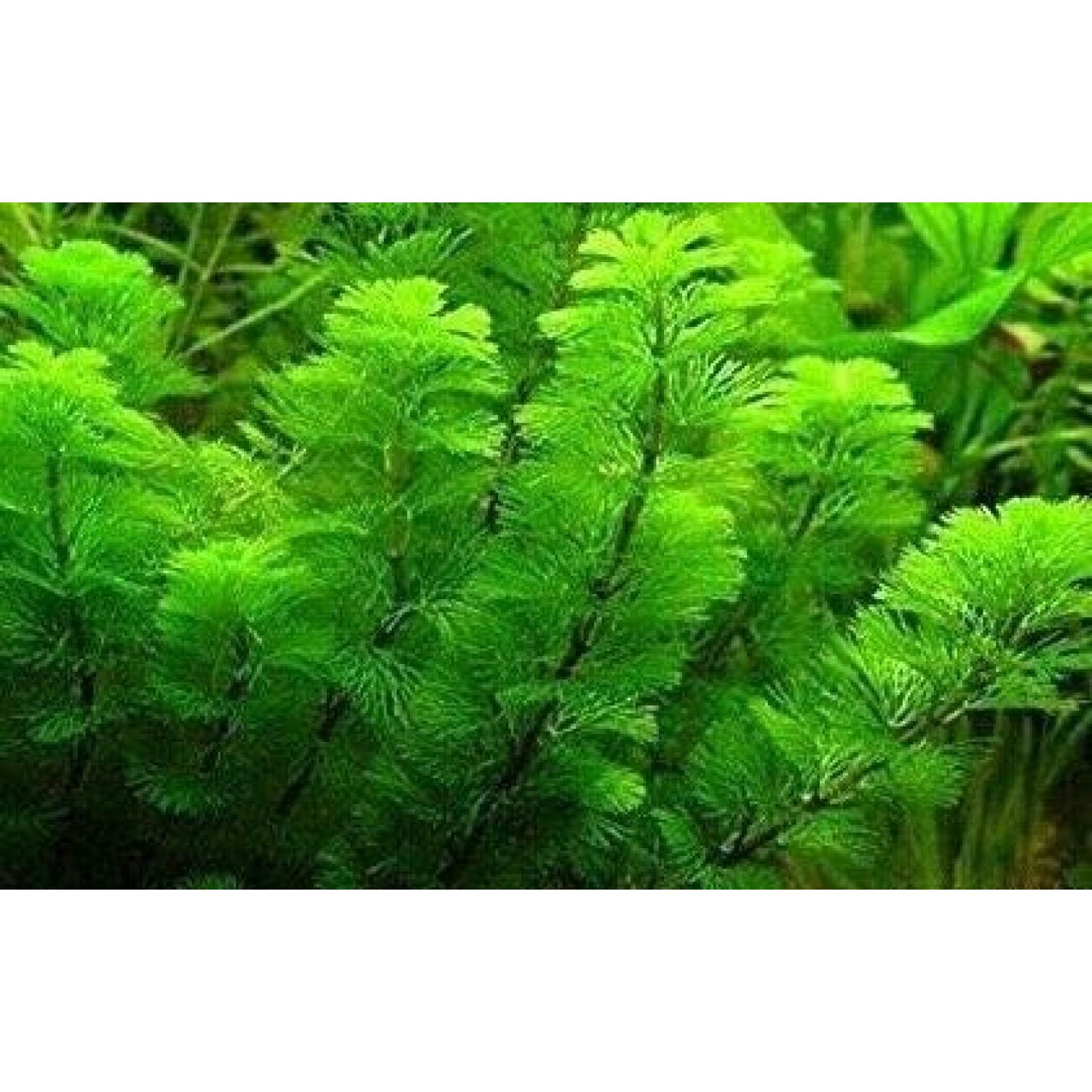 Aquarium Plants That Clean The Water of Your Fish Tank – Micro Aquatic Shop