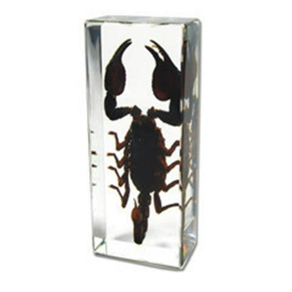 Paperweight  Large  Black Scorpion