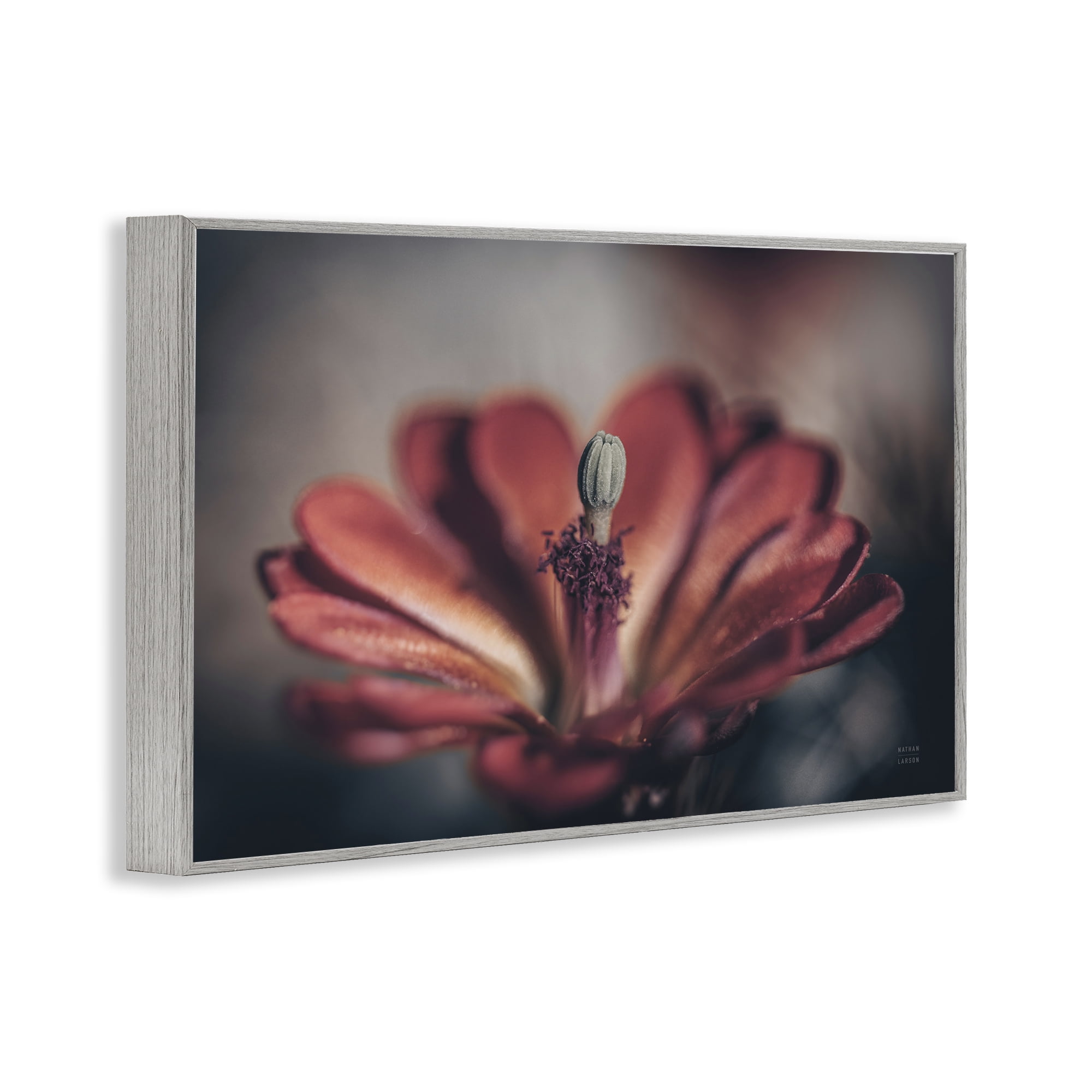 Stupell Industries Red Elevation Bloom Botanical & Floral Photography Gray Framed Art Print Wall Art, 24 x 16