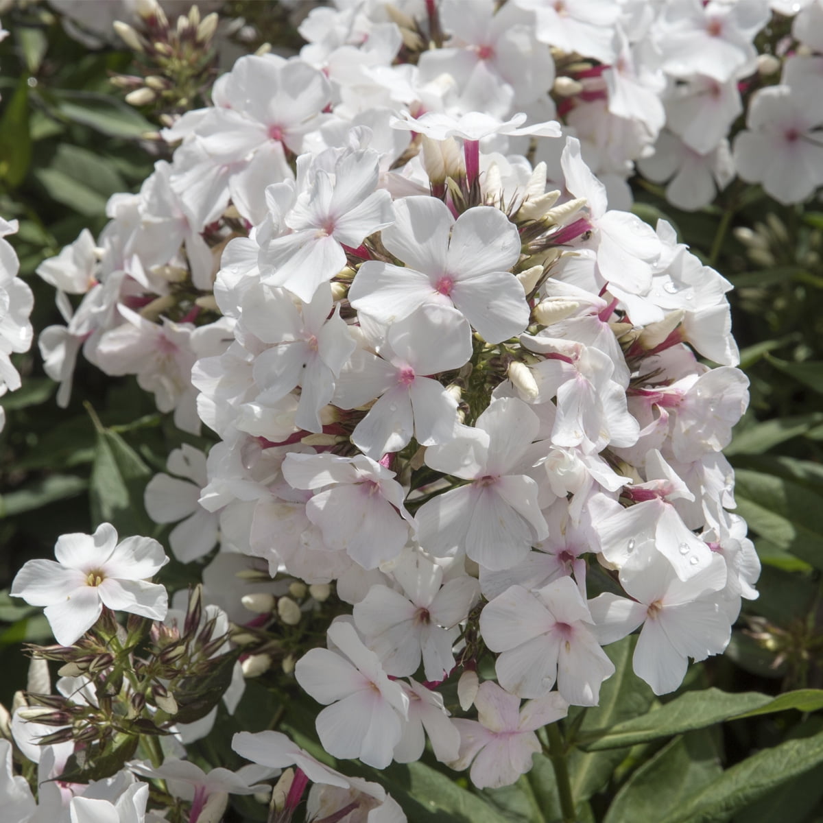 Van Zyverden Tall Phlox Paniculata Popeye Set of 5 Plant Roots White Partial Sun Fragrant 1 lb