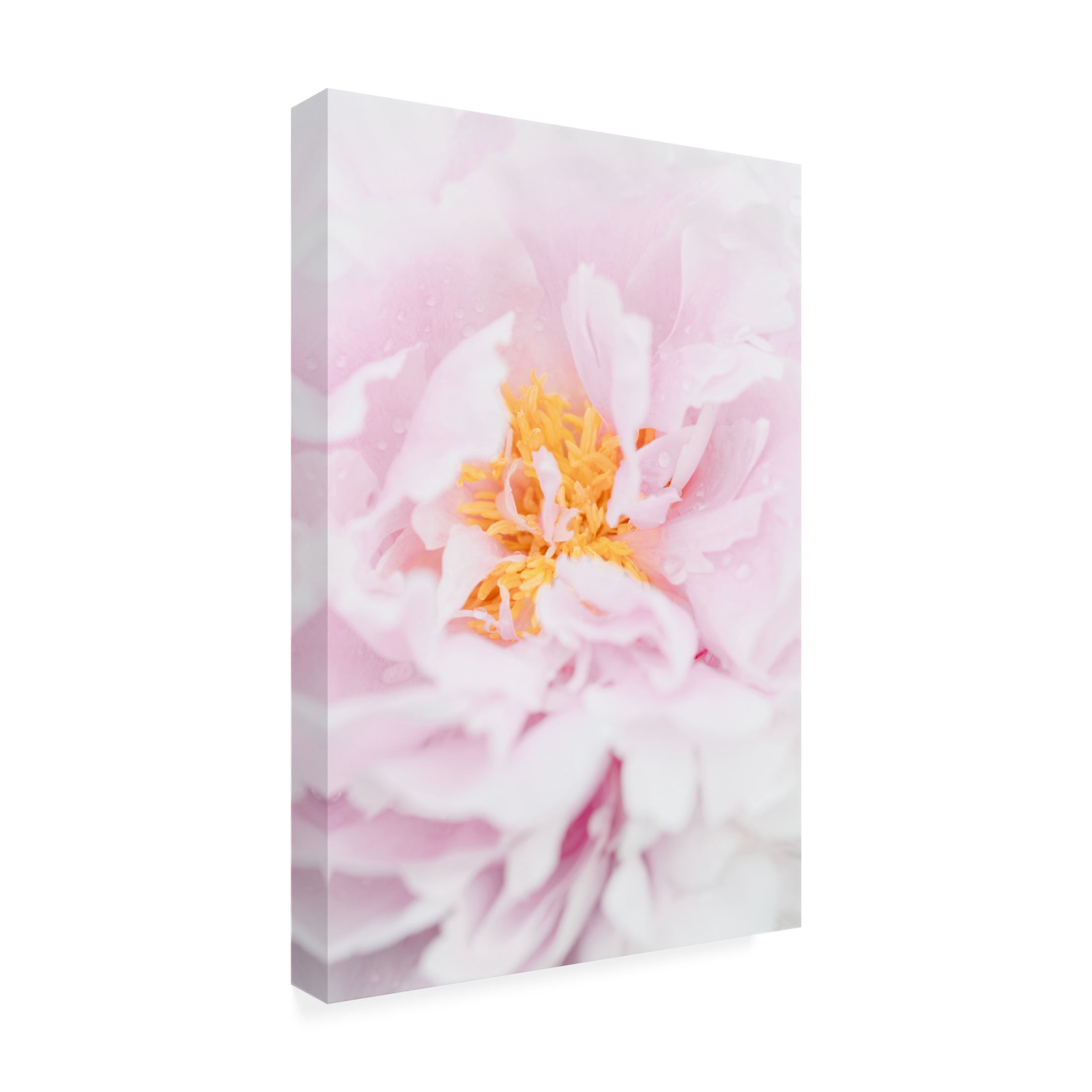 Trademark Fine Art Pictufy Studio Peony 7 Canvas Wall Art
