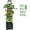 11"L x 11"W x 43"H, variant on Tomato Planter with Trellis, 43" Self-Watering, Portable Planter Box for Climbing , Outdoor Raised Garden Bed for Tomato, , Vegetables, Chili