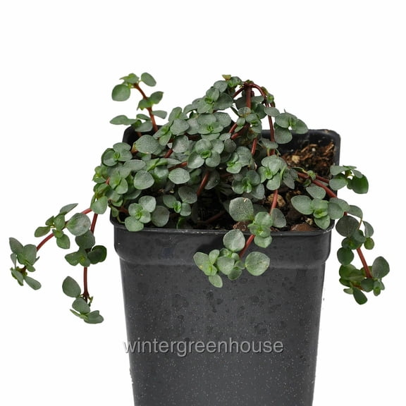 Pilea Glauca, Red Stem Pilea, Silver Sprinkles, Aquamarine - Pot Size: 3" (2.6x3.5") - House Plants, Shade Plants