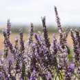 thumbnail image 3 of Lavender Fine Population Essential Oil 5 ml (1/6 fl oz) - 100% Pure and Natural by Silky Scents, 3 of 6