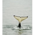 thumbnail image 2 of Rotenberg, Nancy 20x23 White Modern Wood Framed Museum Art Print Titled - USA, Alaska, Inside Passage Tail of diving orca, 2 of 4