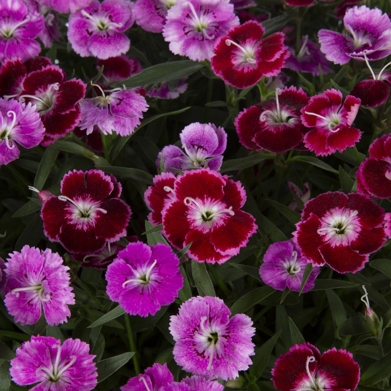 Expert Gardener Purple White Dianthus Live Annual Plant, 1 Pint Grower Pot, Sun, 6-Pack