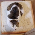 thumbnail image 2 of Cama de Sofá Decoración Coche Complimentos Cojín de Almohadilla Gato de Animal Doméstico Macarena Pet Cat Bed Pan Toast Funda de almohada, 2 of 8
