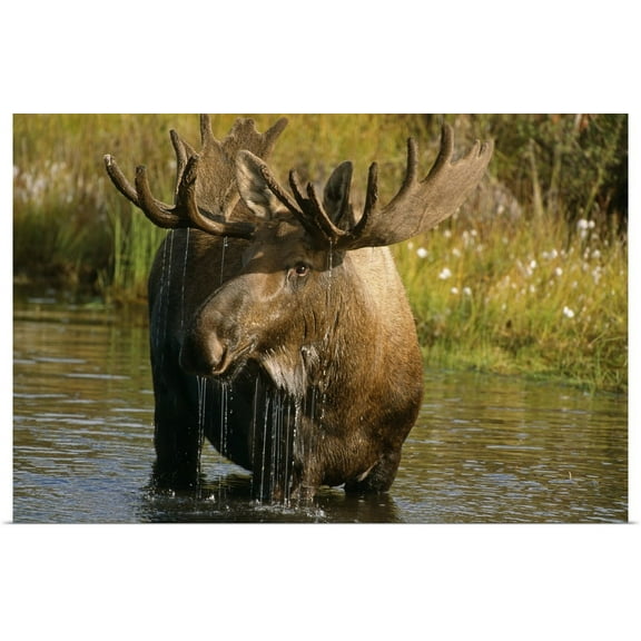 GBC | "Bull Moose In Pond, Denali National Park, Alaska" Art Print - 30x20
