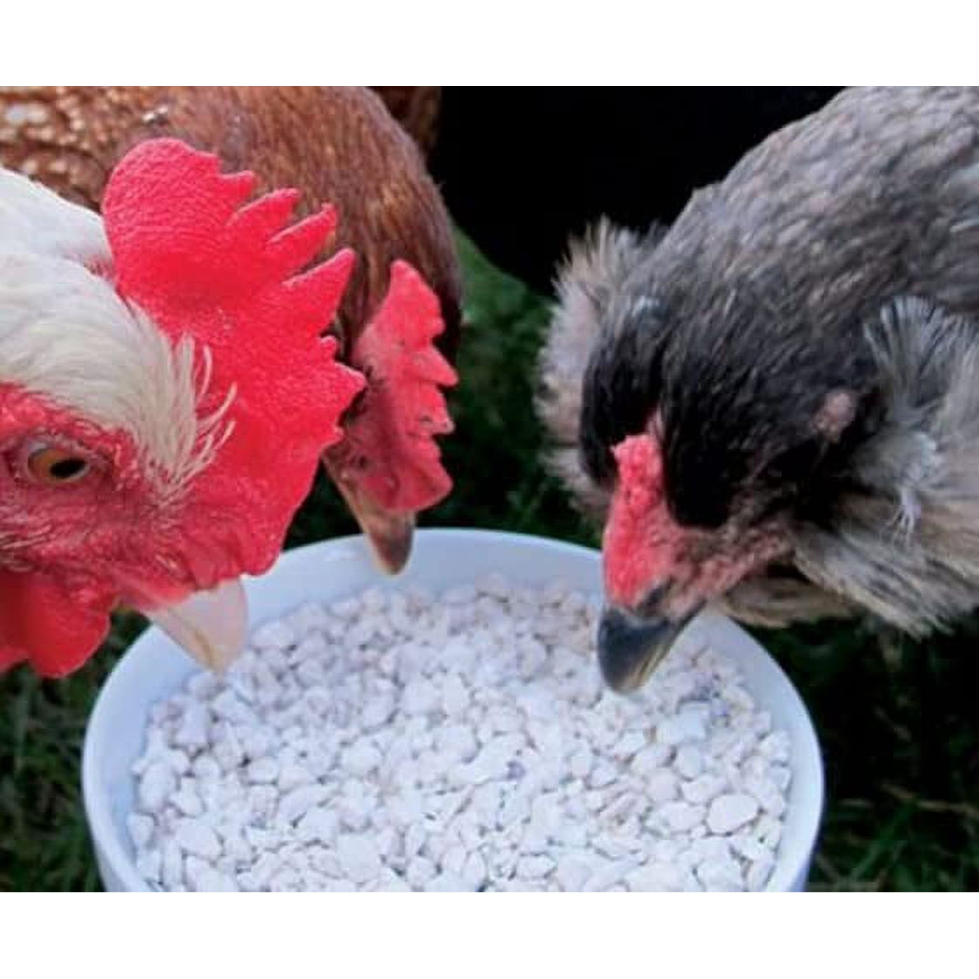 CZ Grain Calcium and Crushed Oyster Shells for Chickens - Grit for Chickens and Ducks (8 Pounds)