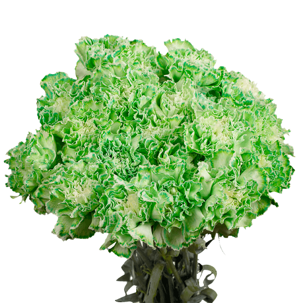 100 Stems of Green Carnations Beautiful Fresh Cut Flowers Express