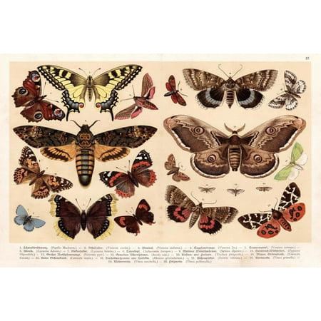 Moths and Butterflies 1888 Vintage Illustration Insect Wall Art of Moths and Butterflies butterfly Illustrations Insect Moth Cool Wall Art Print Poster 24x16
