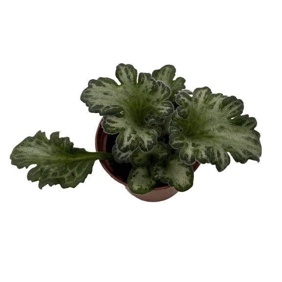 Curly Loki Asian Violet - Primulina - House Plant - 2.5" Pot