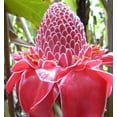 thumbnail image 2 of Jocadew20 Torch Ginger Plant Seeds, Summer Blooming, 2 of 4