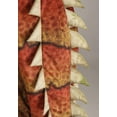 thumbnail image 6 of Adult Ankylosaurus Dinosaur Costume, 6 of 6