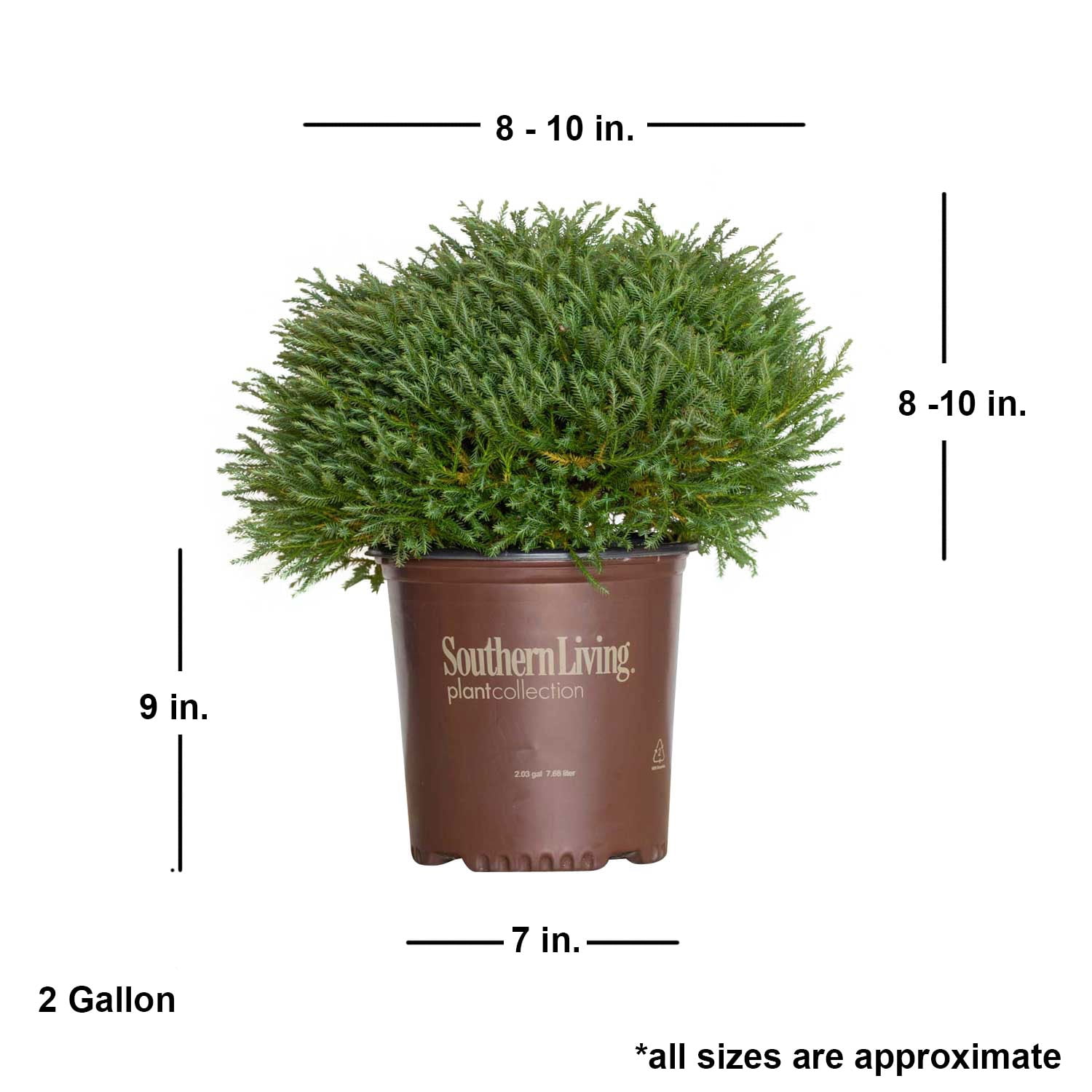 Southern Living Pancake Arborvitae Live Shrub in 2-Gallon Grower Pot