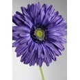 thumbnail image 3 of 12 Pieces of Silk Gerbera Daisy Purple, 3 of 4