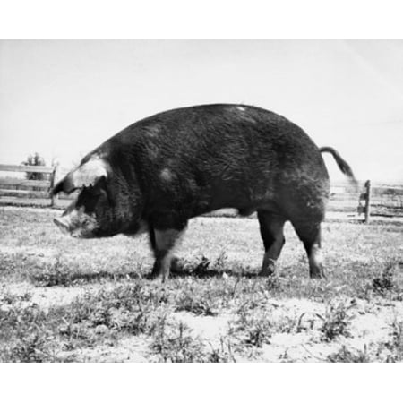 Side Profile Of A Pig In A Field Poster Print - Walmart.com