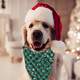 thumbnail image 5 of Paquete de 2 pañuelos navideños para perros, pañuelos navideños para gatos, baberos de franela a cuadros de búfalo, bufandas para perros y gatos, 5 of 5