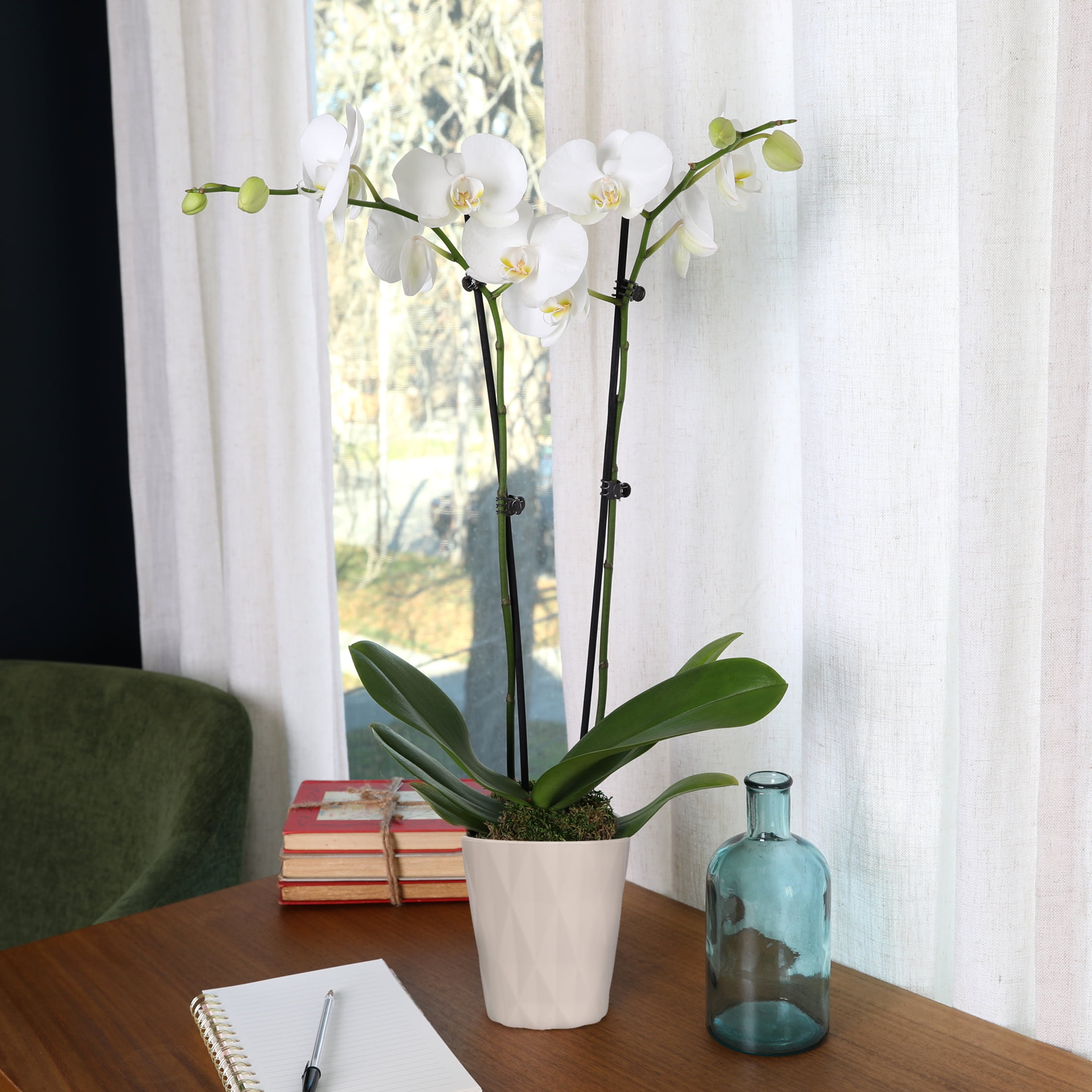 Just Add Ice Live Plant 16-30" Tall Premium White Orchid in 5" Decorative Clay Pot