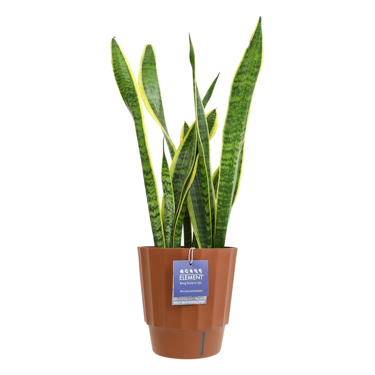 Element by Altman Plants Live Snake Plant, Sansevieria Superba; 6 in H20 Self Watering Pot, Size: 6 inch