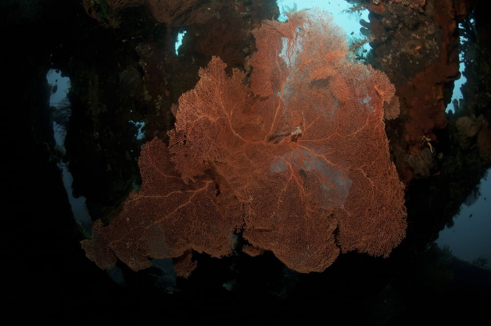 Orange sea fan inside Liberty Wreck Bali Indonesia Canvas Art - Mathieu MeurStocktrek Images (35 x 23)