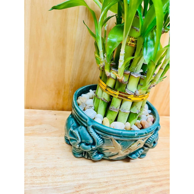 Live Lucky Bamboo Plant Two Tier Arrangements in Ceramic Vase - Walmart.com