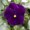 Purple, variant on Mountain Valley Seed Company Sorbet 100 Viola Flower Seed, Non-GMO