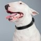 thumbnail image 2 of Collar De Perro Reflectante, Collar De Mascota Ajustable De Nylon De Neopreno Suave Acolchado Y Transpirable Para Perros Medianos,M,Black, 2 of 5