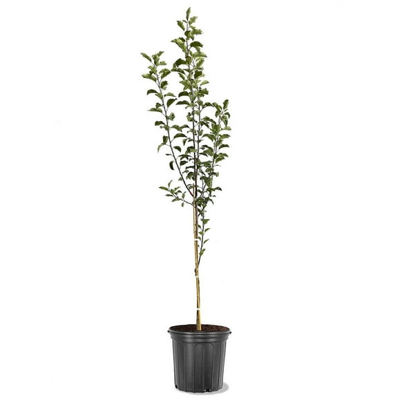 Expert Gardener 3-4 ft tall Suncrisp Apple Live Tree in 7-Gallon Grower Pot