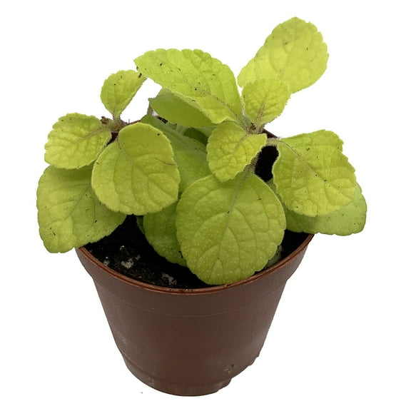 Golden Lemon Swedish Ivy Plant - Plectranthus - 2.5" Pot