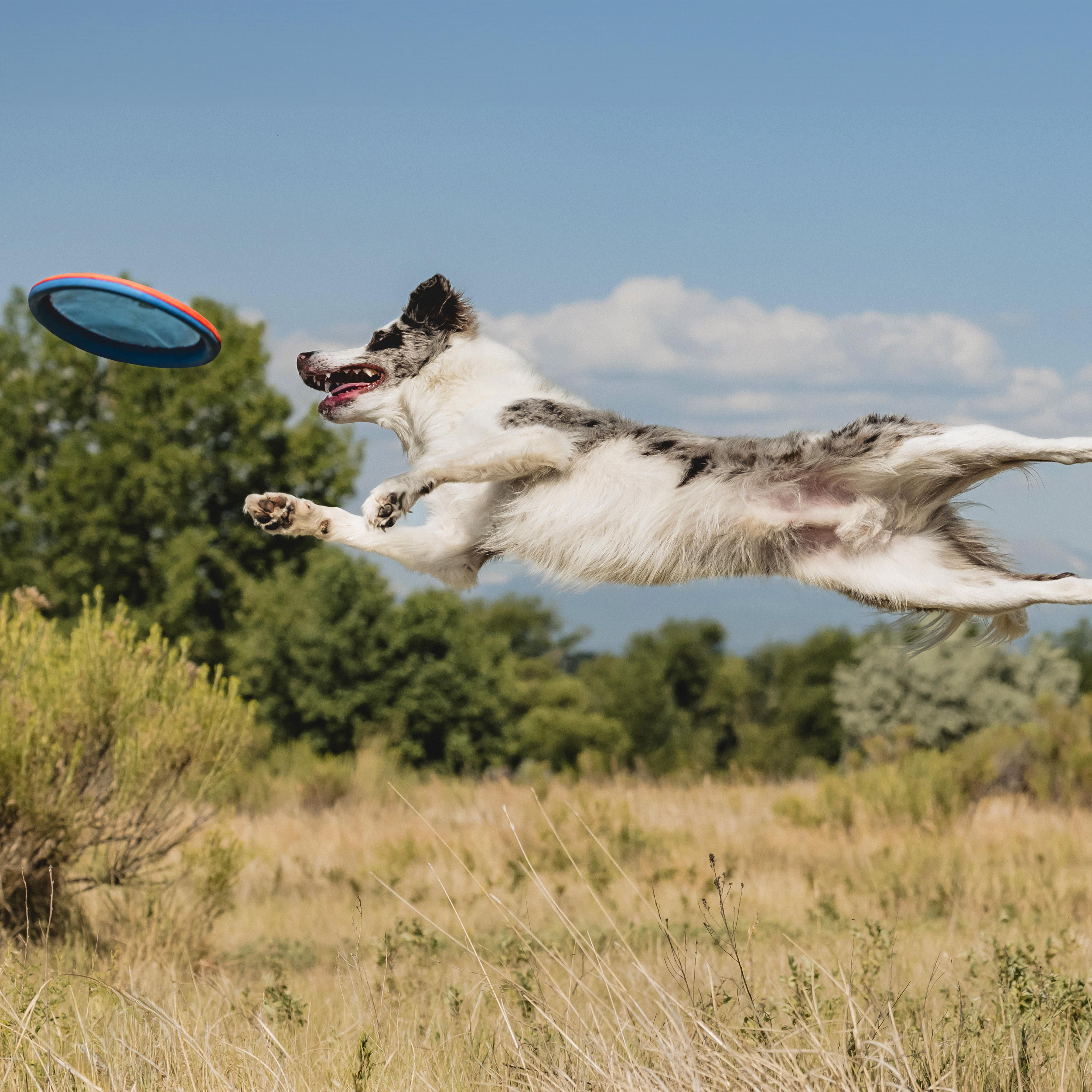 Chuckit! Ultra Flight Frisbee Per Cani - Robusto E Per Lanci Lunghi | Gioco Per Cani Attivi - Foto 8