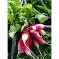 thumbnail image 1 of 750 FRENCH BREAKFAST RADISH Raphanus Sativus Vegetable Seeds, 1 of 4