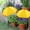 Yellow, variant on BOZHOU Umbrellas for Outdoor - Adjustable Umbrella Cover Shade for Plants, Multipurpose Reusable Sunshades Umbrella for Yard Planters Pot Potted