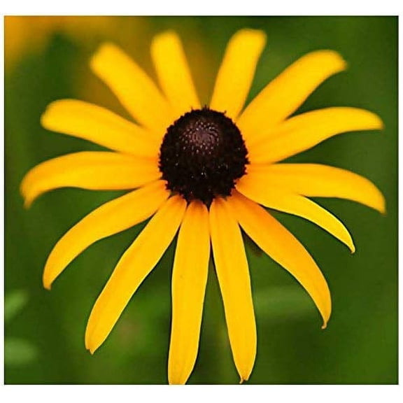 BIG PACK - (100,000 ) Black Eyed MVR1 Susan Flower Seeds - Self Reseeds Rudbeckia hirta - Perfect Golden Cut Flowers - Flower Seeds By MySeeds.Co (BIG PACK - Black Eyed Susan)