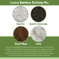 thumbnail image 5 of Lucky Bamboo Plant Potting Mix (4 Quarts), Custom Soil Mix for Repotting, 5 of 9