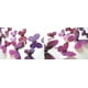 thumbnail image 2 of SCZ 12 pegatinas de pared para decoración del hogar, 3D, mariposa, arcoíris, color morado, 2 of 2