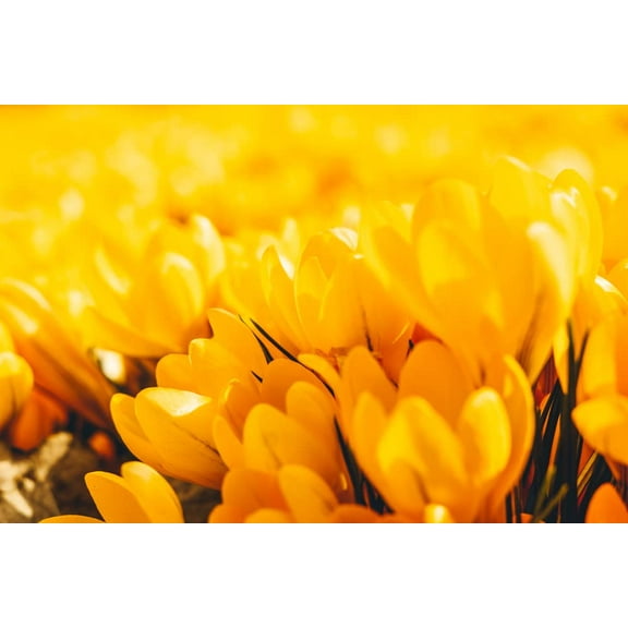10 Mammoth Yellow Crocus Bulbs for Planting - Ships from Iowa, USA