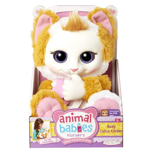 Animal Babies Nursery Baby Calico Kitten