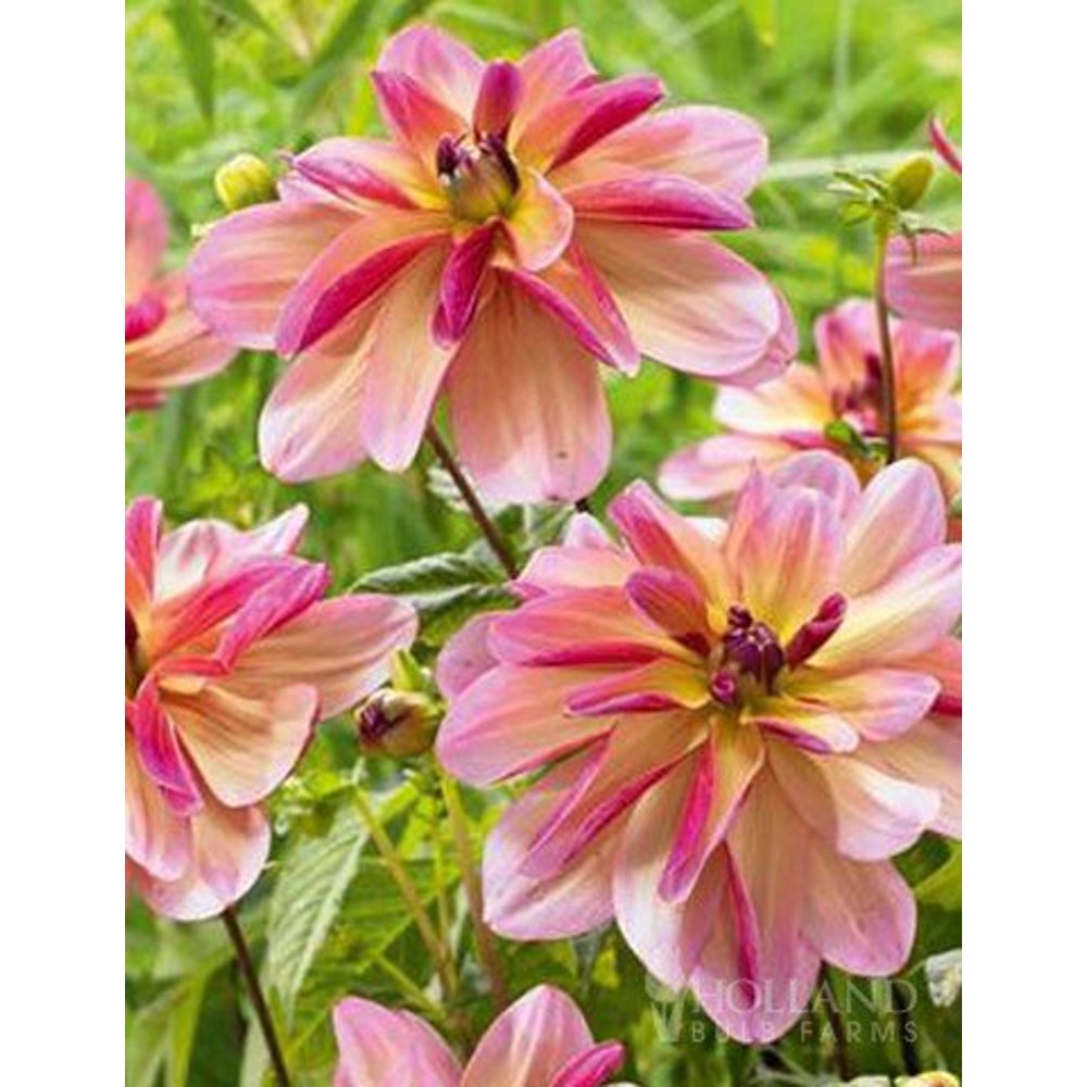 Dark Butterfly Decorative Dahlia