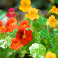 thumbnail image 2 of Nasturtium Herb -Dwarf Capucine - Tropaeolum - Edible/Pretty/Peppery - 4.33" Pot, 2 of 4