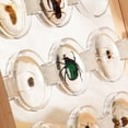 thumbnail image 6 of Kaplan Early Learning Company Specimen Stones: Bugs - 9 Pieces, 6 of 8