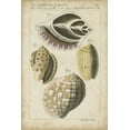 thumbnail image 2 of Martini 17x24 White Modern Wood Framed Museum Art Print Titled - Vintage Shell Study I, 2 of 4