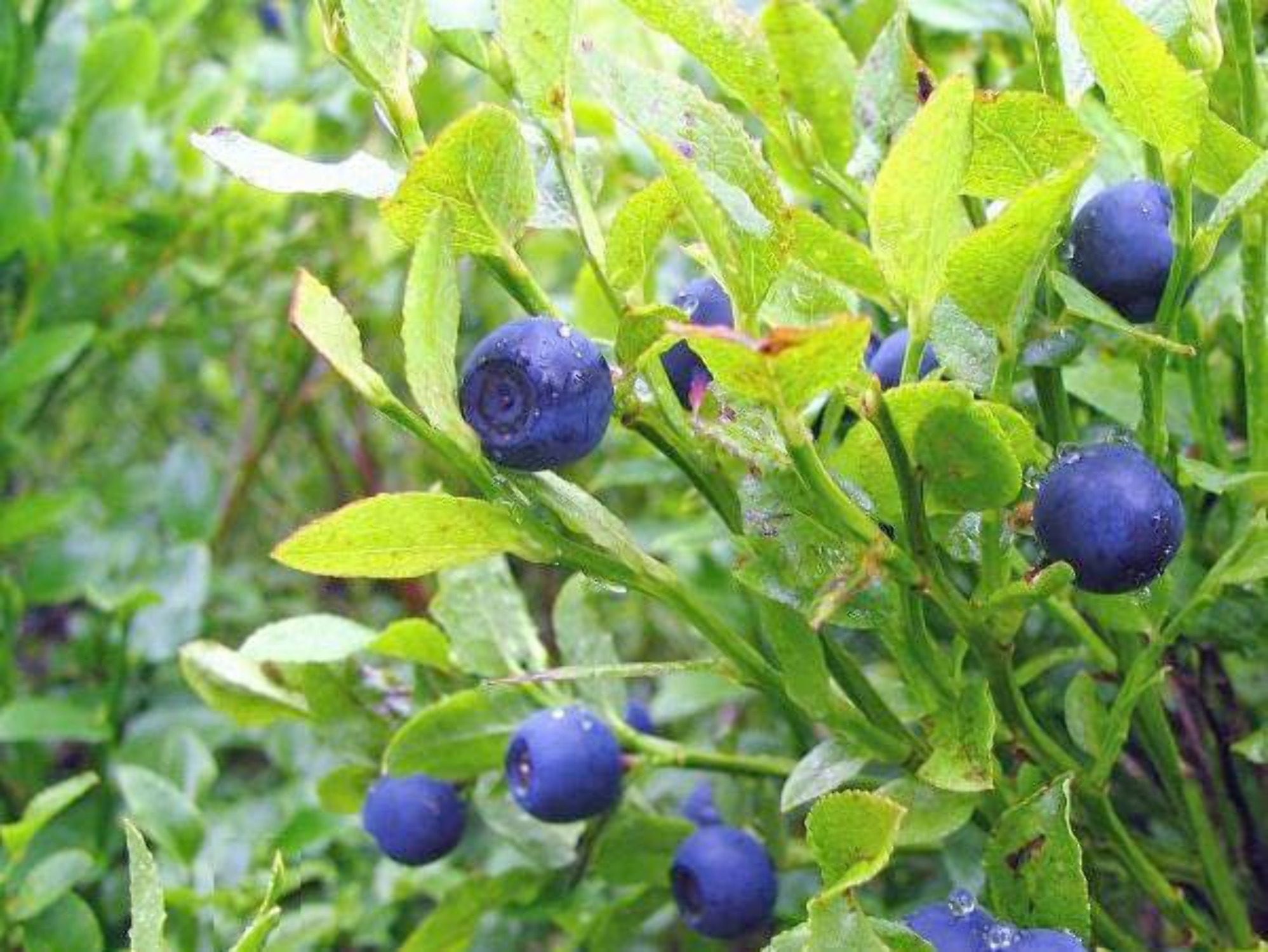 20 Common BILBERRY Fruit Shrub European Blueberry Vaccinium Myrtillus Seeds - image 5 of 5