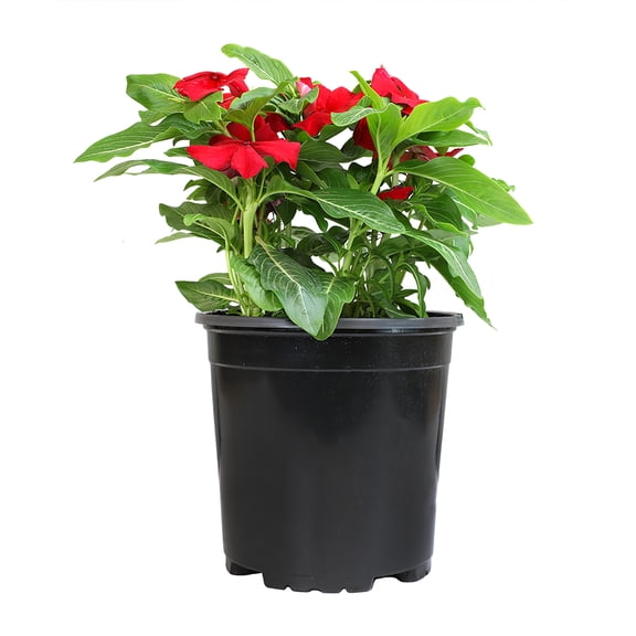 Expert Gardener Red Vinca Live Plant|2.5 QT Grow Pot| Full Sun to Partial Shade