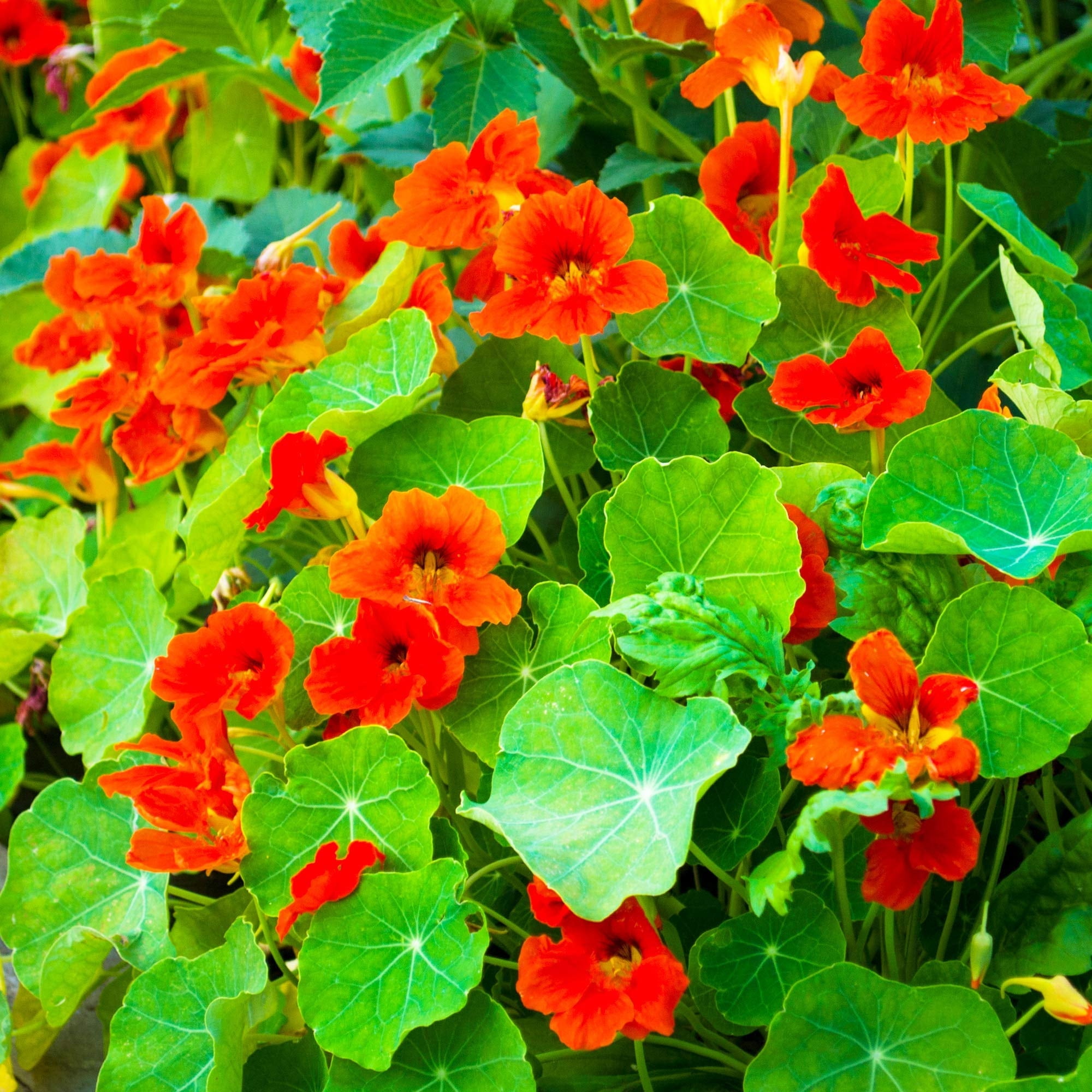 Nasturtium Seeds - Empress of India - 25 Lb Bulk - Non-GMO Edible Flower Garden & Microgreens Seeds - Tropaeolum nanum - Grow Micro Greens