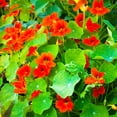 thumbnail image 2 of Nasturtium Seeds - Empress of India - 25 Lb Bulk - Non-GMO Edible Flower Garden & Microgreens Seeds - Tropaeolum nanum - Grow Micro Greens, 2 of 7