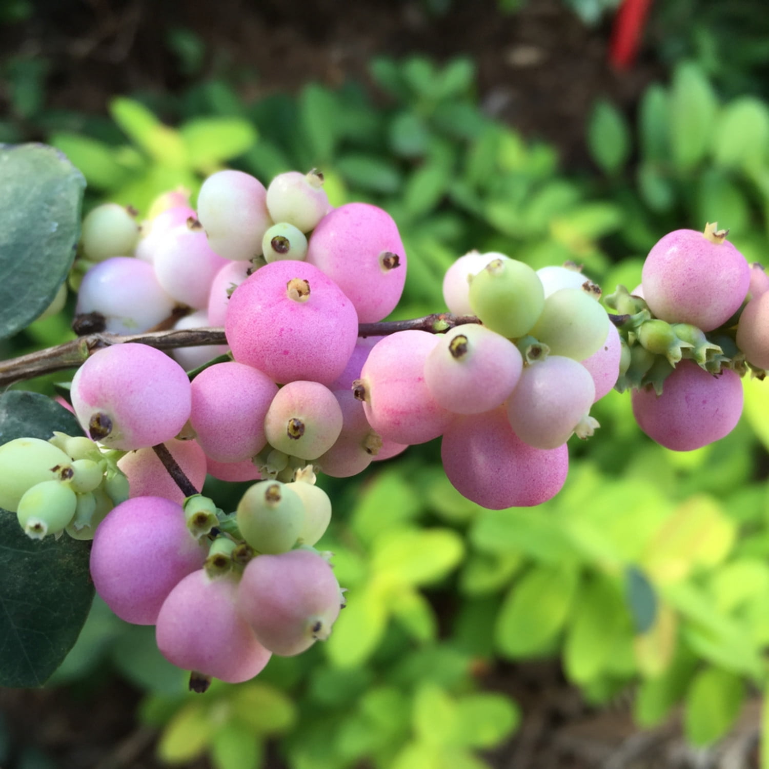 Proven Winners ColorChoice 5" Proud Berry Pink Coralberry Live Plant in 4.5" Pot (4 Count)