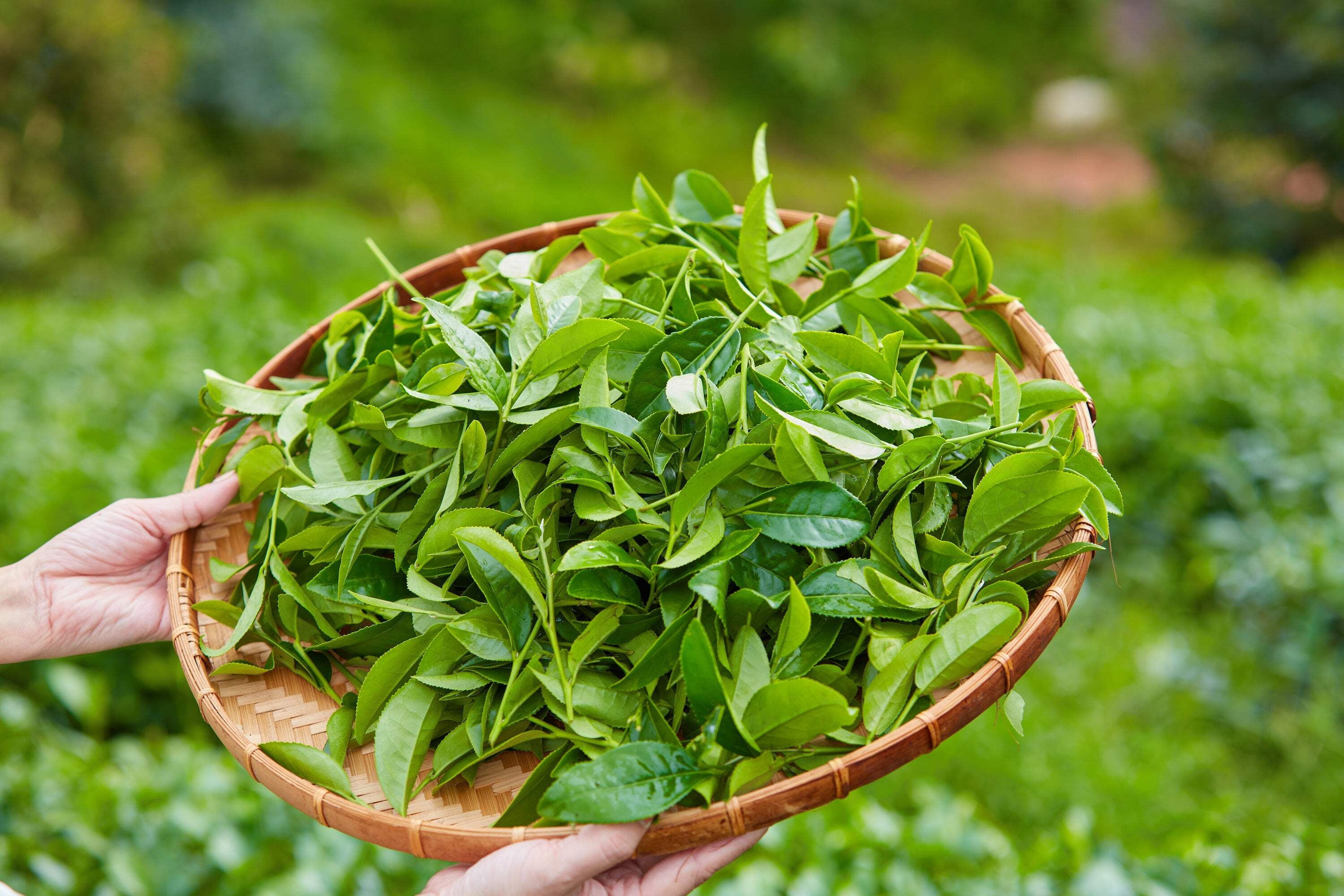 1 Lb Bulk TEA PLANT Black & Green Drinking Tea Camellia Sinensis Tree Shrub Herb Flower - Approx 385 Seeds